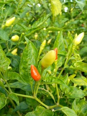 chili plant