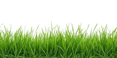 Obraz premium Vibrant Green Grass Blades Isolated on a White Background, Perfect for Nature Designs and Spring Themes