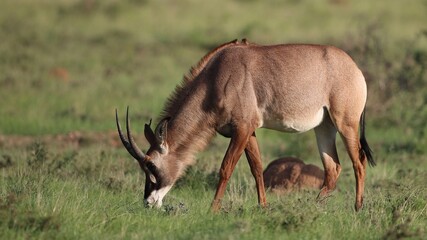 Roan Antelope grazing