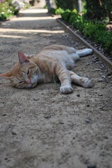 Ginger cat resting on a garden path with flowers and greenery.