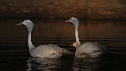Blue Crane family swimming