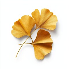 Naklejka premium Vibrant Golden Ginkgo Biloba Leaves with Unique Fan Shaped Design