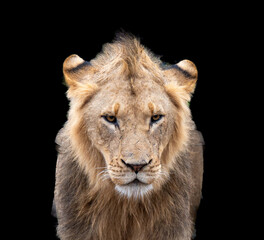 Lion portrait with black background