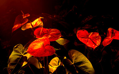 Light cycles Kyoto
