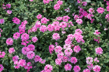 Fototapeta premium Beautiful Verbena Hybrida flowers. 