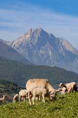 Fototapeta premium Pecorino di Farindola typical sheep cheese produced in Abruzzo by the women of Farindola inside the Gran Sasso National Park. the pastures where the flocksand in the background the Gran Sasso peak