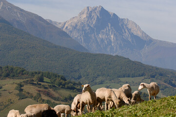 Fototapeta premium Pecorino di Farindola typical sheep cheese produced in Abruzzo by the women of Farindola inside the Gran Sasso National Park. the pastures where the flocksand in the background the Gran Sasso peak