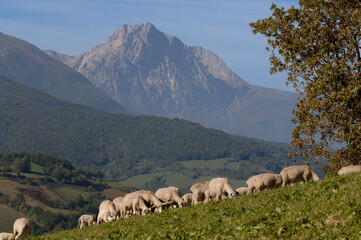 Pecorino di Farindola typical sheep cheese produced in Abruzzo by the women of Farindola inside the Gran Sasso National Park. the pastures where the flocksand in the background the Gran Sasso peak