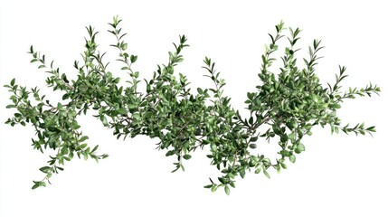 Bundle of fresh thyme and rosemary, transparent background 