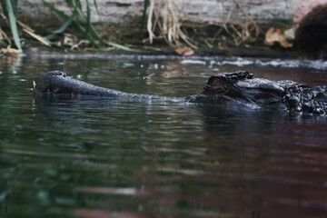 Close-Up of Crocodile Head Emerging from Water in Natural Habitat