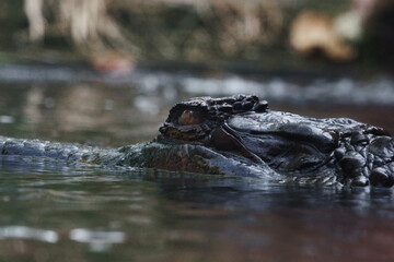 Close-Up of Crocodile Head Emerging from Water in Natural Habitat
