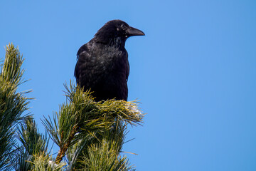 a raven bird perched on a swiss stone pine, pinus cembra, at a sunny autumn day with clear blue sky