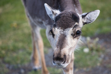 Junges Rentier in Modrudalur - Nordosten Islands