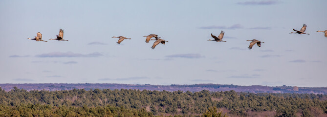 Sandhill cranes (Grus canadensis) flying in November during the migration south