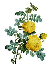 yellow rose isolated on white