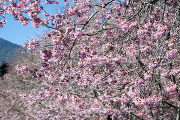 Beautiful blooming Cherry blossoms.