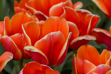 Close-up of fading orange Dutch tulips, showing their delicate beauty.