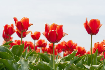 Low angle view of orange tulips in the field.