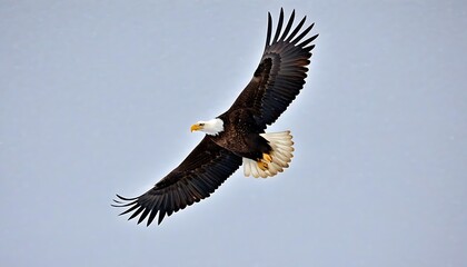 Obraz premium Close-up of a soaring hawk in the sky