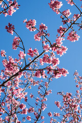 Beautiful blooming Cherry blossoms.