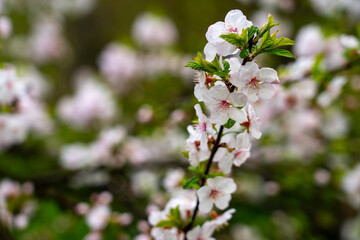 Delicate cherry blossom flowers open under warm spring sunlight alongside a serene garden walkway, creating a picturesque nature display