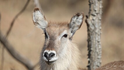 Young waterbuck