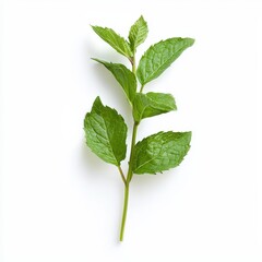 Obraz premium Peppermint Sprig with Vibrant Green Leaves on White Background