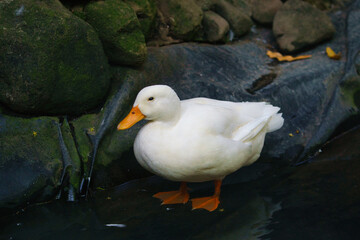 White duck standing by the pond