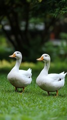 Serene moment of white ducks on soft, verdant grassland.