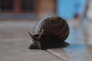 snail walking
