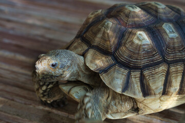 Sulcata tortoise walking on wooden deck