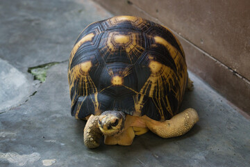 Radiated Tortoise Resting on Stone Surface