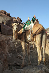 Closeup of a camel, Mount Sinai Egypt
