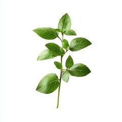 Obraz premium Fresh Sprig of Marjoram with Soft Green Leaves on White Background