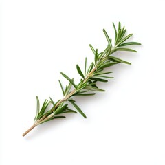 Fototapeta premium Fresh Sprig of Aromatic Rosemary with Slender Leaves on White Background
