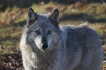 gray wolf canis lupus