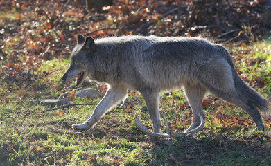 wolf in forest