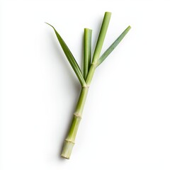 Fototapeta premium Fresh Lemongrass Stalk with Pale Green and White Tones