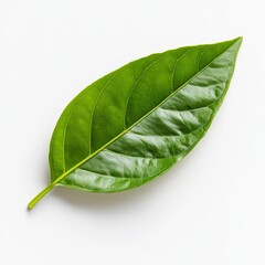 Fresh Green Turmeric Leaf Against Clean White Background