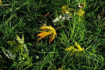 Breath of autumn. green grass, colorful autumn leaves, grapes.