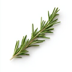 Fototapeta premium Fresh aromatic rosemary sprig with slender green leaves for culinary and herbal use