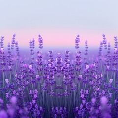 Lavender field blooming under soft twilight sky.
