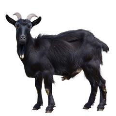 Fototapeta premium Black goat on transparent or white background,png