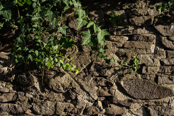 Breath of autumn. green grass, colorful autumn leaves, grapes.