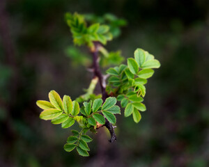 Green leaves in the spring. 
