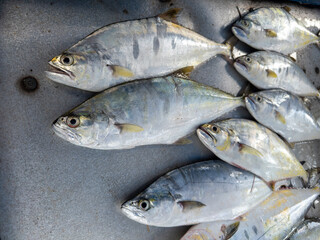 Background of fresh raw sea fish sell in fishery fresh market