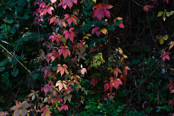 Breath of autumn. green grass, colorful autumn leaves, grapes.