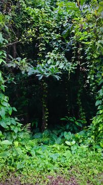 large and very dense bushes