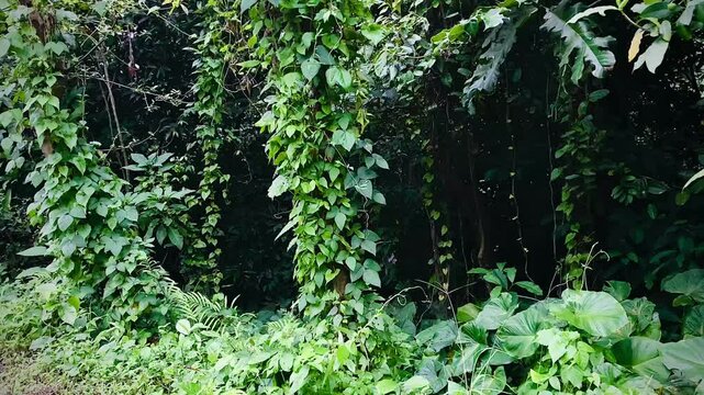 large and very dense bushes