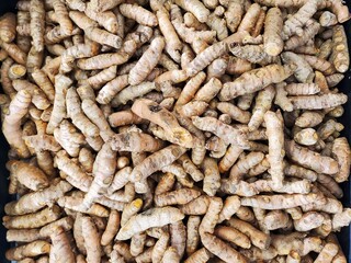 Bunch of Fresh turmerics roots